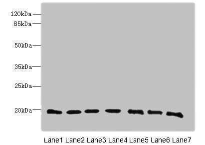 PARK7 Antibody