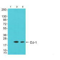 PARK7 antibody