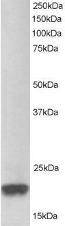Goat anti-PARK7 / DJ-1 Antibody