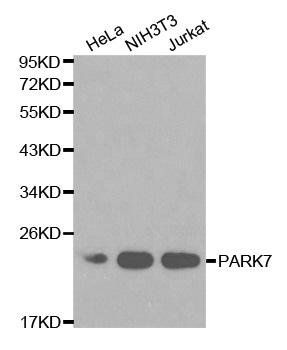 PARK7 antibody