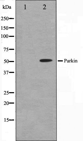 Parkin antibody