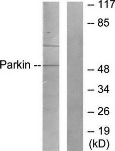 Parkin Antibody