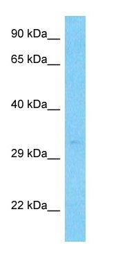 PARM1 antibody