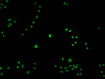PARP1 Antibody