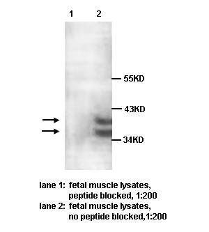PARP11 antibody