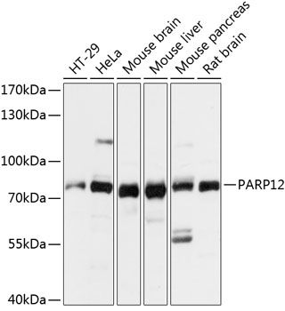 PARP12 antibody