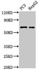 PARP2 antibody