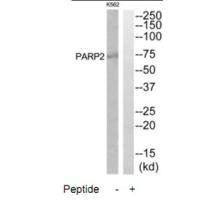 PARP2 antibody