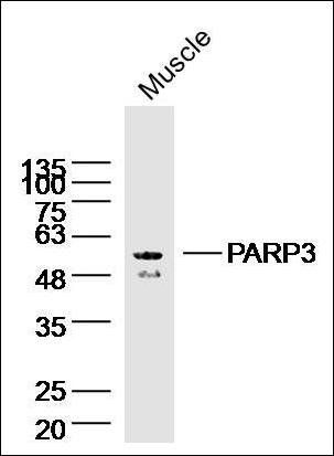 PARP3 antibody