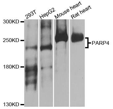 PARP4 antibody