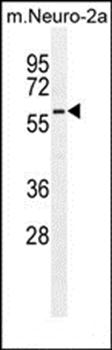Parp6 antibody