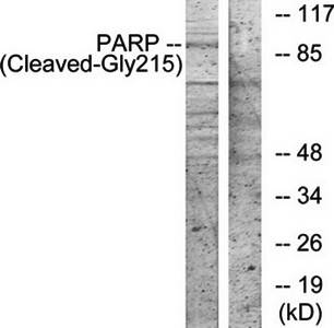 PARP (Cleaved-Gly215) antibody