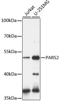 PARS2 antibody