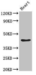 PARVA antibody