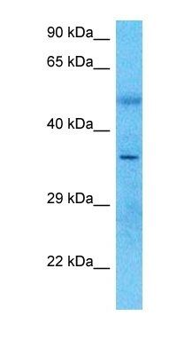 PARVG antibody
