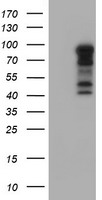 Parvin alpha (PARVA) antibody