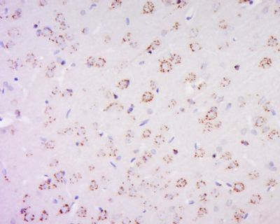 PAS1C1 antibody