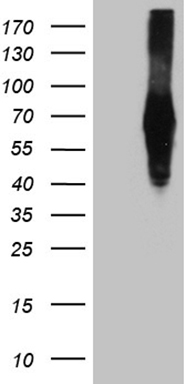 PASD5 (NPAS1) antibody