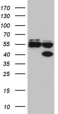 PASD5 (NPAS1) antibody