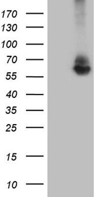 PASD5 Antibody