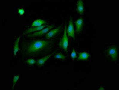 PASK Antibody