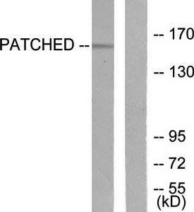 Patched Antibody