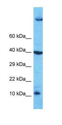 PATE4 antibody