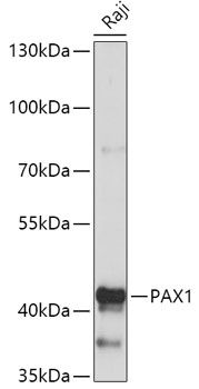 PAX1 antibody