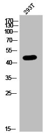 PAX1 antibody