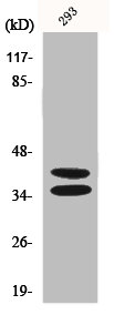 PAX2 Antibody