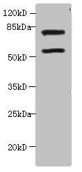 PAX3 Antibody