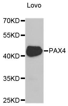 PAX4 antibody