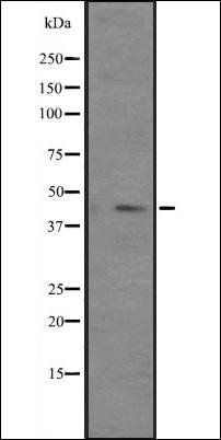 PAX4 antibody