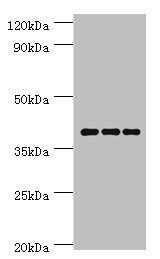 PAX4 antibody