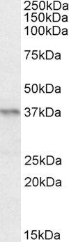 Goat anti-PAX4 Antibody