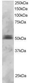 Goat anti-PAX5 / BSAP Antibody