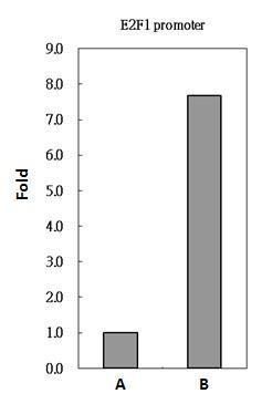 paired box 8 Antibody