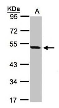 PAX8C antibody