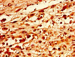 PAX9 Antibody