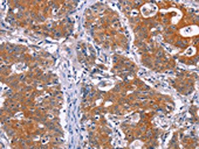 PAX9 Antibody