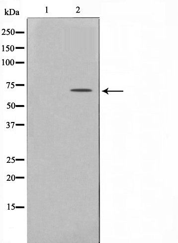 Paxillin (Phospho-Ser178) antibody