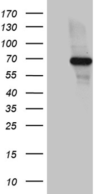Paxillin (PXN) antibody