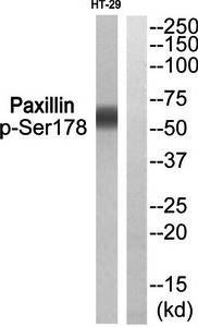 Paxillin (phospho-Ser178) antibody