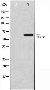 Paxillin antibody