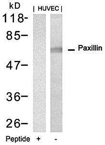 Paxillin (Ab-88) Antibody