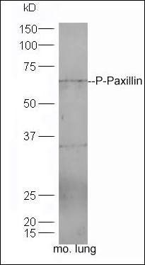Paxillin (phospho-Ser83) antibody