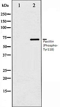 Paxillin (Phospho-Tyr118) antibody