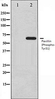 Paxillin (Phospho-Tyr31) antibody