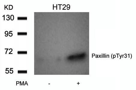 Paxillin (Phospho-Tyr31) Antibody