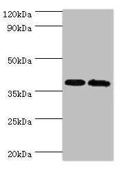 PBK antibody